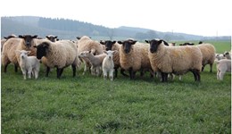 English sheep flock increases for the first time in 5 years